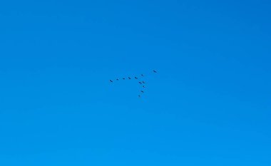 Kırmızı lotus, göl Nong Harn, Udon Thani Eyaleti, Tayland deniz