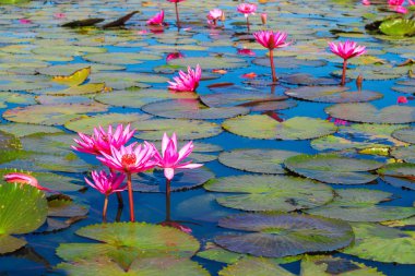 Kırmızı lotus, göl Nong Harn, Udon Thani Eyaleti, Tayland deniz