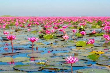 Kırmızı lotus, göl Nong Harn, Udon Thani Eyaleti, Tayland deniz