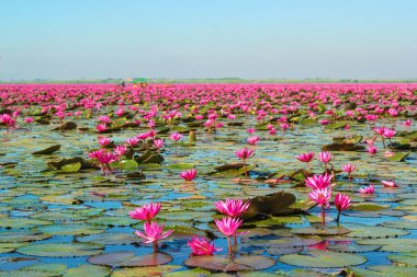 Kırmızı lotus, göl Nong Harn, Udon Thani Eyaleti, Tayland deniz