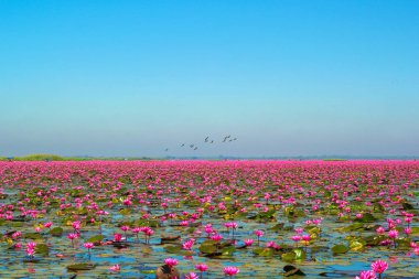 Kırmızı lotus, göl Nong Harn, Udon Thani Eyaleti, Tayland deniz