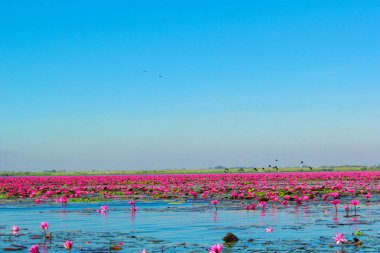 Kırmızı lotus, göl Nong Harn, Udon Thani Eyaleti, Tayland deniz