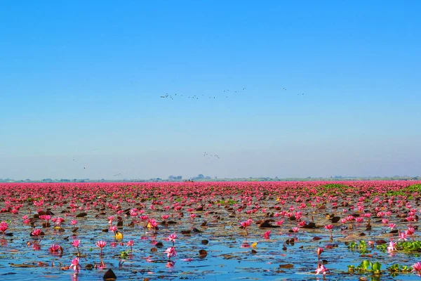Kırmızı lotus, göl Nong Harn, Udon Thani Eyaleti, Tayland deniz