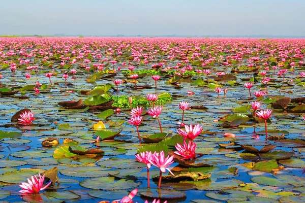 Mare Del Loto Rosso Lago Nong Harn Provincia Udon Thani — Foto Stock