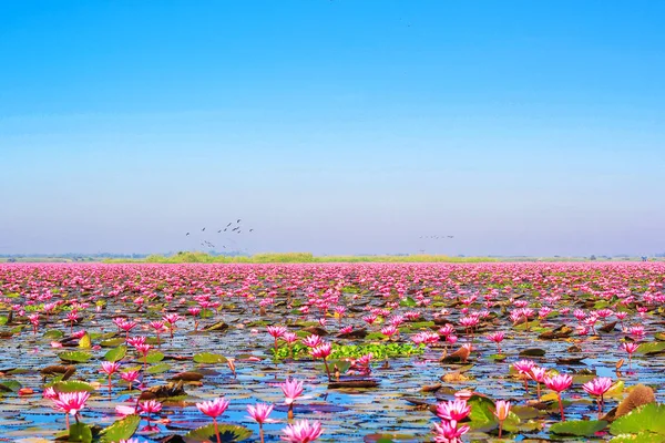 The sea of red lotus, Lake Nong Harn, Udon Thani province, Thailand