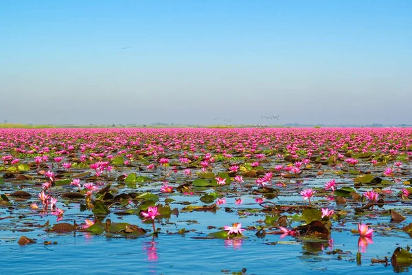 Море Красного Лотоса Озеро Нонг Харн Провинция Удон Тани Таиланд — стоковое фото