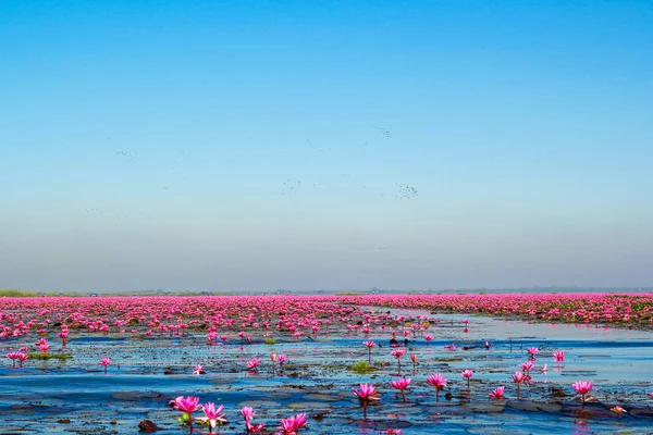 Mare Del Loto Rosso Lago Nong Harn Provincia Udon Thani — Foto Stock