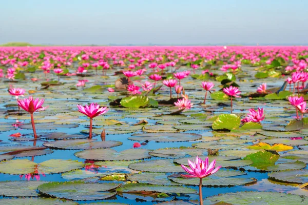 Das Meer Der Roten Lotosblume Lake Nong Harn Udon Thani — Stockfoto