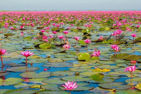 Das Meer Der Roten Lotosblume Lake Nong Harn Udon Thani — Stockfoto