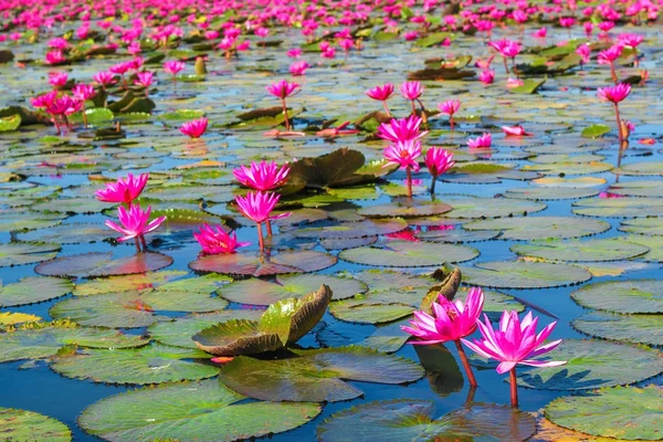 Mer Lotus Rouge Lac Nong Harn Province Udon Thani Thaïlande — Photo