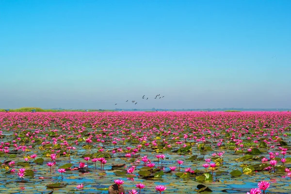 Mare Del Loto Rosso Lago Nong Harn Provincia Udon Thani — Foto Stock