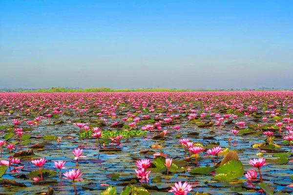 Zee Van Rode Lotus Lake Nong Harn Provincie Udon Thani Stockfoto