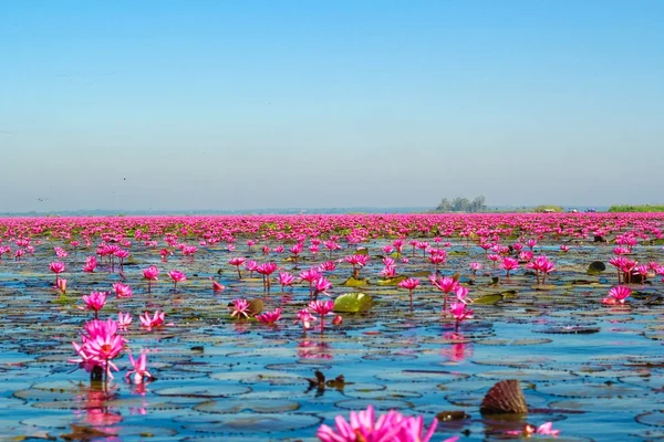 Laut Teratai Merah Danau Nong Harn Provinsi Udon Thani Thailand Stok Foto