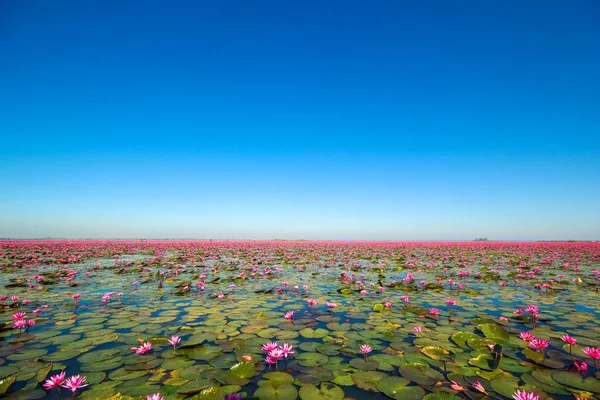 Laut Teratai Merah Danau Nong Harn Provinsi Udon Thani Thailand Stok Gambar