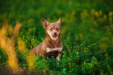 Camomiles içinde oturan kahverengi oynak köpek yavrusu