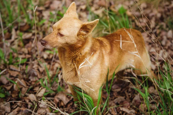 Hond staande op de gedroogde bladeren met groen gras en aandachtig kijken naar de kant — Stockfoto