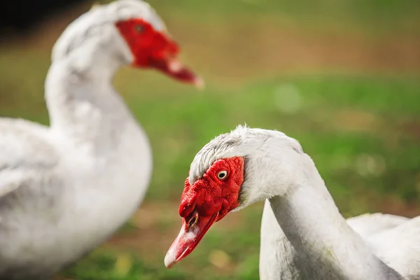 Two white Muscovy bird with red wattles on grassland