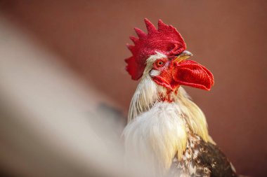 Yüksek tutulan baş ile gurur horoz. 2017 yıl sembolü