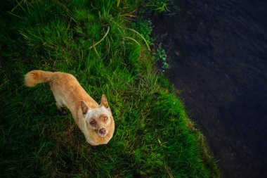Seyir ile kahverengi oynak köpek yavrusu ile üst baş yukarı döndü