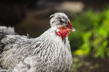 Tutam birlikte tavuk kafa. Legbar doğurmak tarafından gümüş-gri renk tonu