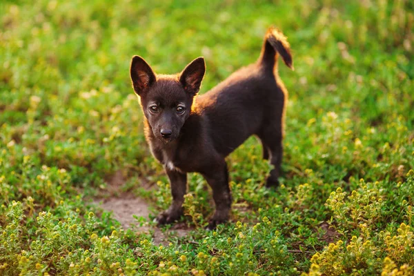 Little black puppy stands on green meadow — Stock Photo, Image