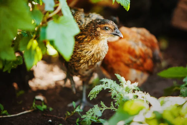 Μικρό κοτόπουλο με πράσινο φύλλωμα. Μικρή κότα ή κόκορας περπάτημα. — Φωτογραφία Αρχείου