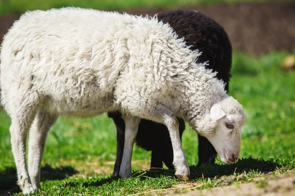 Біло-чорні вівці їдять траву. Домашні тварини на овець . — стокове фото