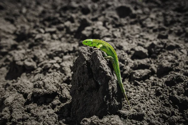 Leuchtend grüne Eidechse aus nächster Nähe auf dem Boden — Stockfoto