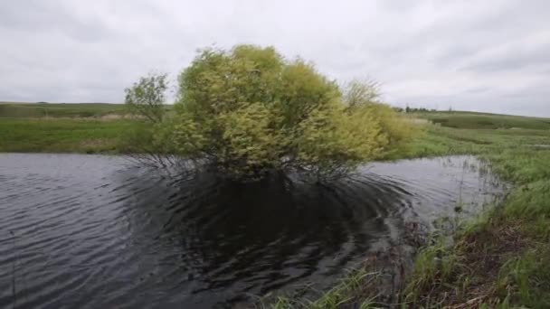 Одинокое дерево в болоте на ветру в облачную погоду — стоковое видео