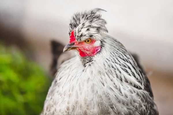 Κοτόπουλο κεφάλι με την τούφα. Ασημί-γκρι απόχρωση πτερωτών πουλί. — Φωτογραφία Αρχείου