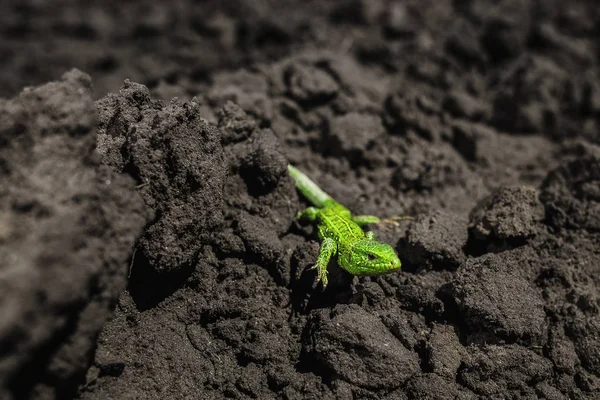 Leuchtend grüne Eidechse aus nächster Nähe auf dem Boden — Stockfoto