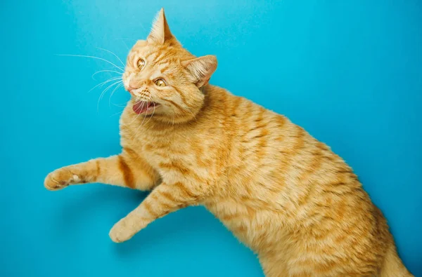 Yawning red cat going to fall asleep. Long eared pet — Stock Photo, Image