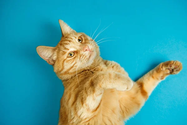 Katze steht auf zwei Pfoten mit versteinertem Smart-Look — Stockfoto