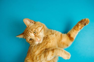 Küçümseyen göz poz ile akıllı uzun kulaklı tekir kedi