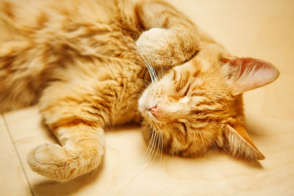 Sevimli kırmızı kedi katta kapalı gözlerle sırtında döşeme
