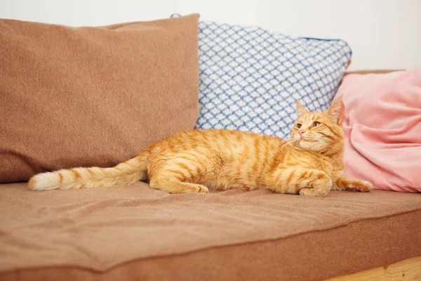 Rote Katze mit frechen Blicken liegt auf Sofa mit Kissen — Stockfoto