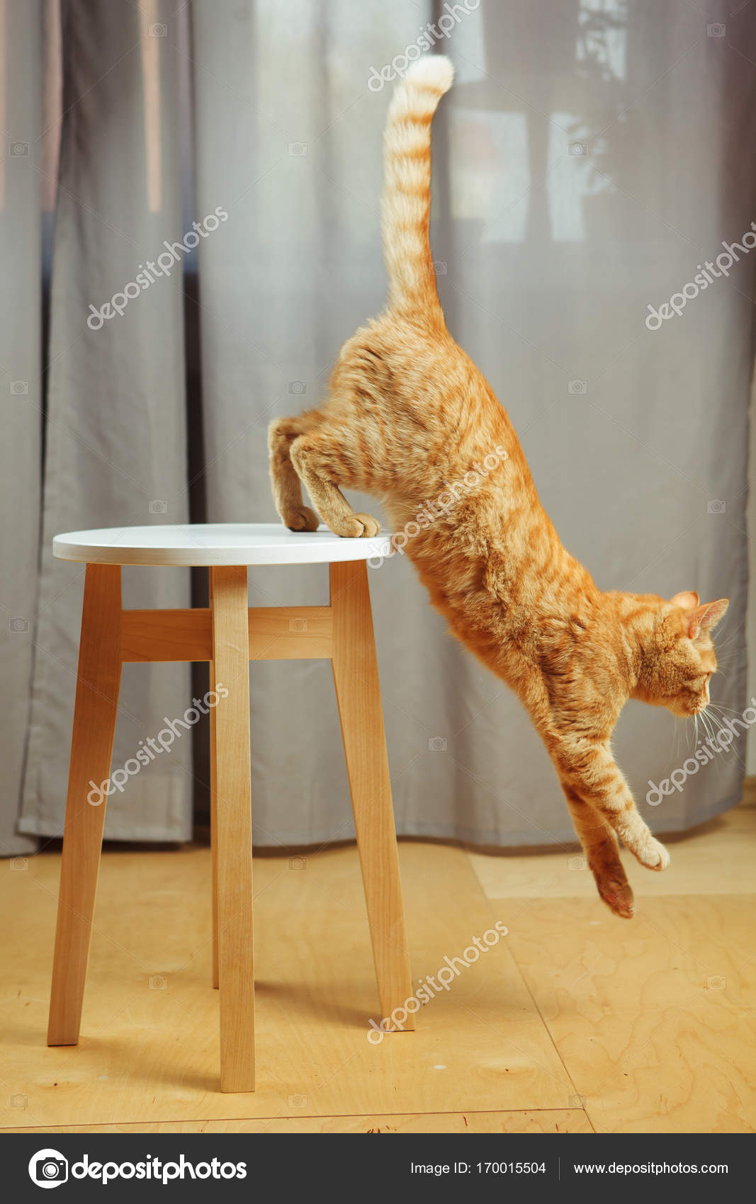Соскочить со стула. Кошка прыгает со стула. Табуретка рыжий кот. Кошка перепрыгивающая со стула на стул.