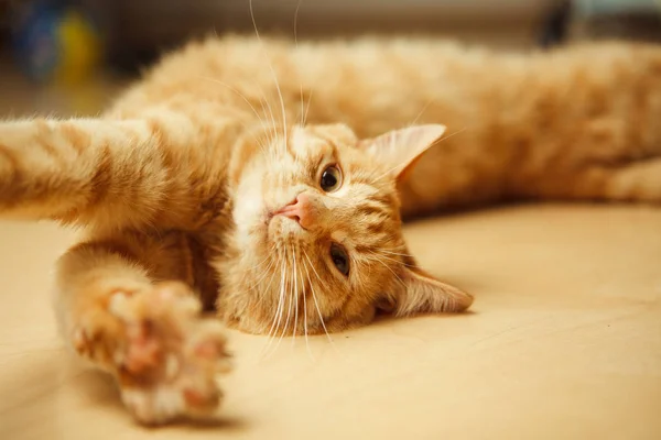 Fluffy red cat stretches on floor with open paw — Stock Photo, Image