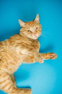 Mavi arka plan üzerinde meraklı göz ile kırmızı sevimli kedi.