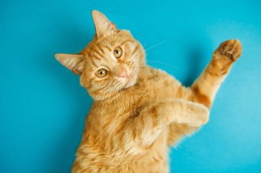 Küçümseyen göz poz ile akıllı uzun kulaklı tekir kedi