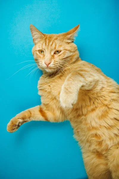 Red shorthair cat lying on back with poker face on blue — Stock Photo, Image