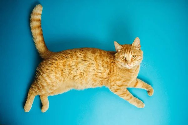 Careless redhead pussy cat isolated on blue background.