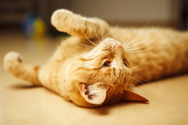 Roztomilá červená kočka položil na záda na podlahu a při pohledu na horní. — Stock fotografie