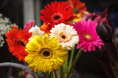 farklı renklerin canlı ve parlak gerbera