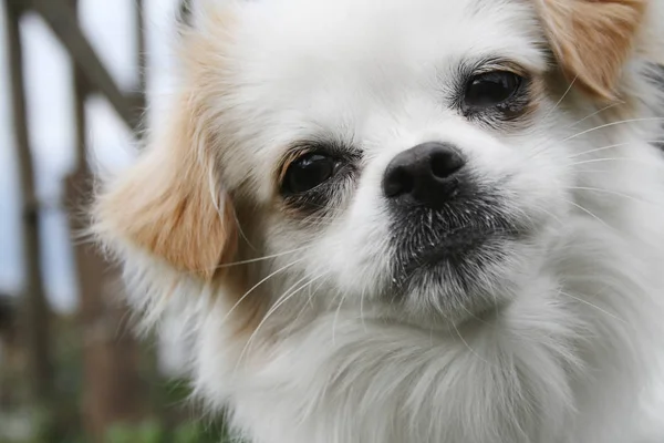 Portrait of white dog — Stock Photo, Image