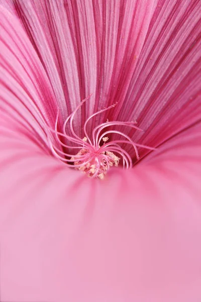 粉红色的花雌蕊和花瓣 — 图库照片