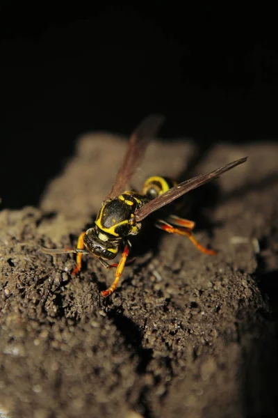 Wespe steht auf schwarzem Grund — Stockfoto