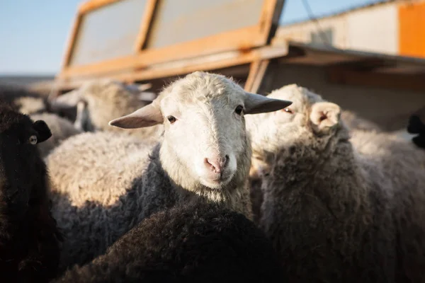 Tiro horizontal de ovelhas brancas olhando para a câmera . — Fotografia de Stock