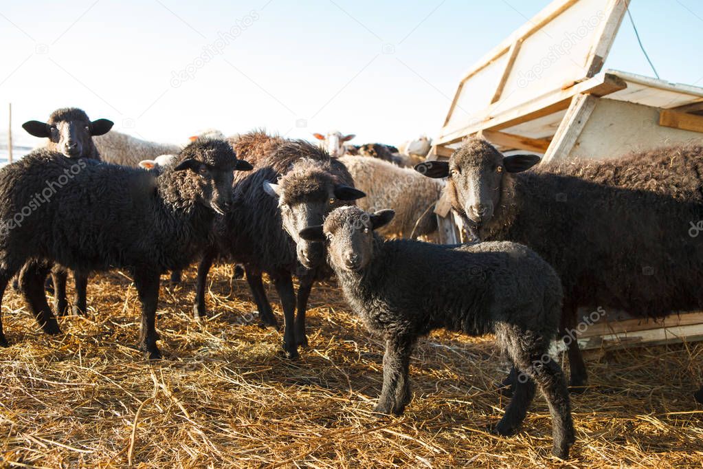 Animales con pezuñas hendidas | oveja negra en el paddock. un cordero