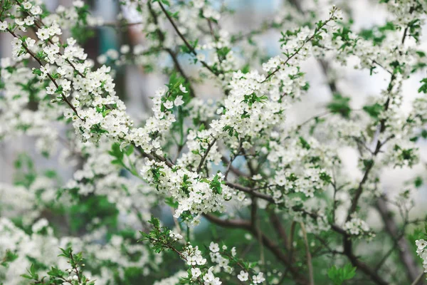 Krásný jarní pozadí s kvetoucí větve bílé třešeň. — Stock fotografie